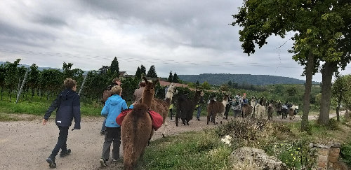 Blick auf die Wandergruppe mit Lamas in den Weinbergen bei Bad Dürkheim