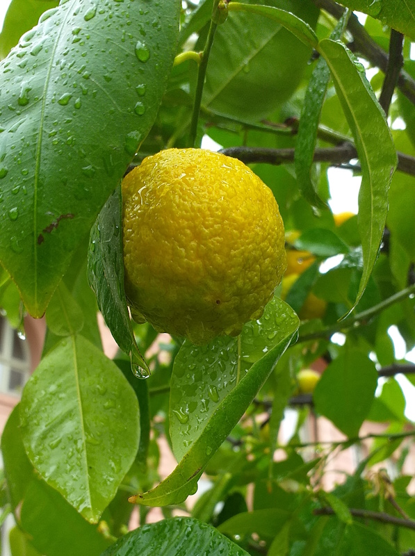 Zitronen, regentropfennass
